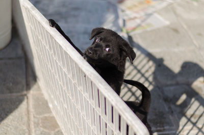 Close-up of dog