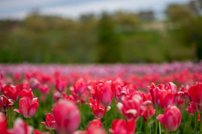 Close-up of pink tulips on field