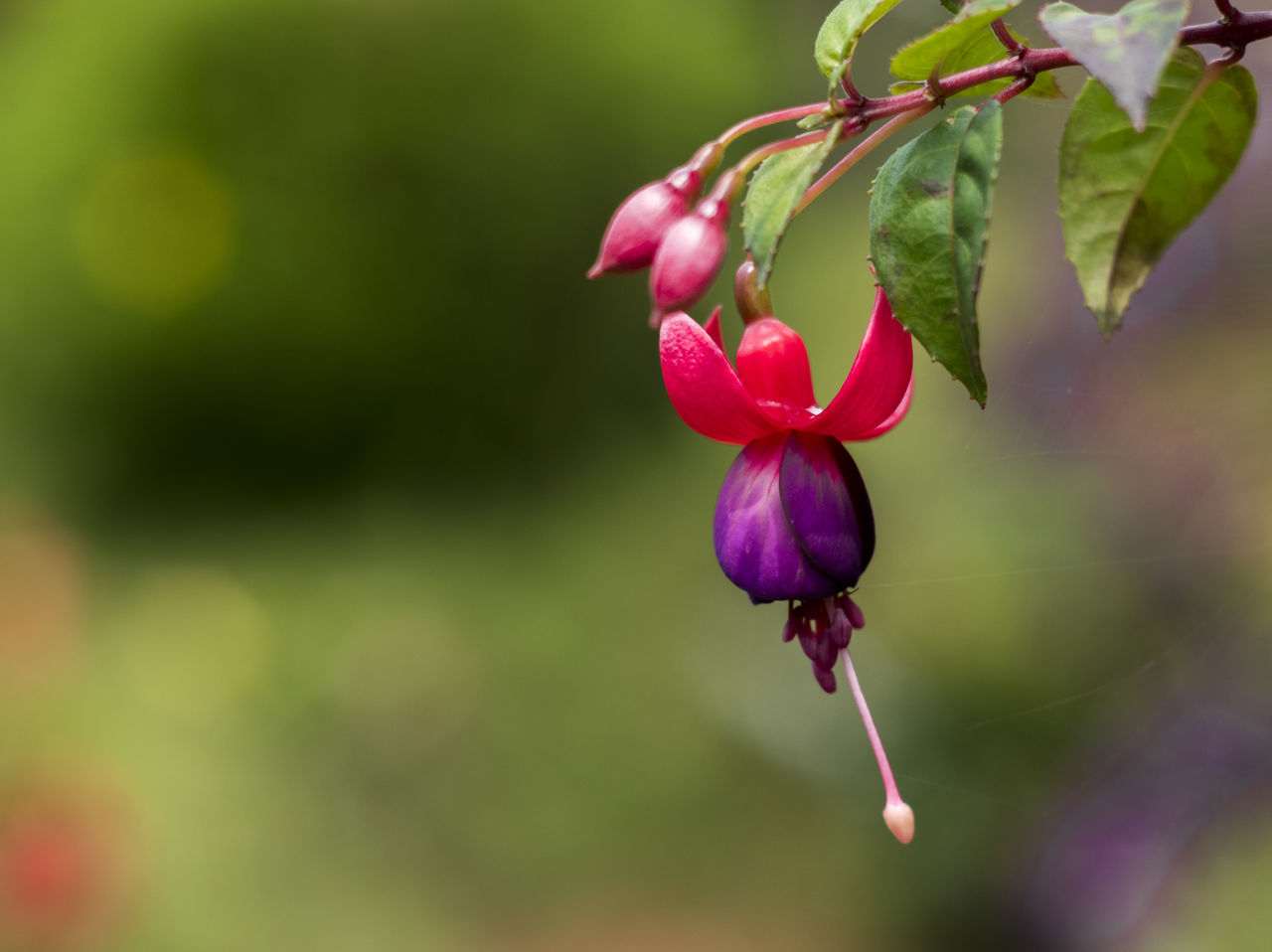 Home garden plants