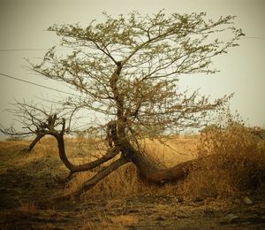 Tree on field against clear sky