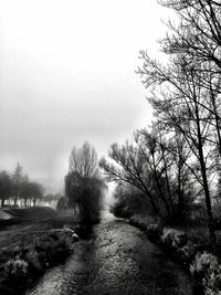Scenic view of trees against sky