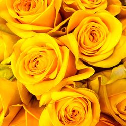 Close-up of yellow rose blooming outdoors