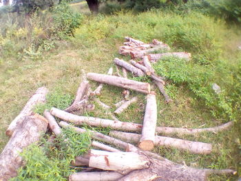 High angle view of plants