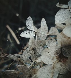 Close up of leaves