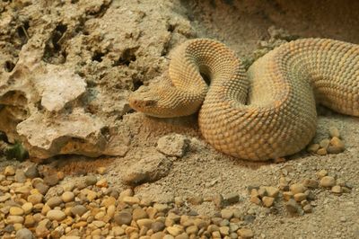 Close-up of lizard on rock