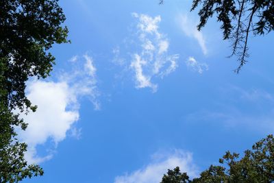 Low angle view of trees against blue sky