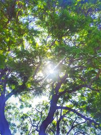 Low angle view of trees