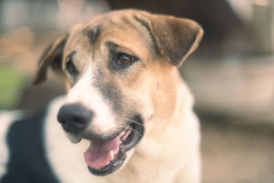 Close-up portrait of a dog