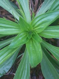 High angle view of plant