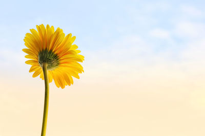 Yellow gerbera daisy flower isolated on blue sky in morning background.
