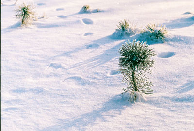 Close-up of frozen plant on field