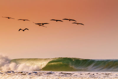 Birds flying over beach against clear sky during sunset