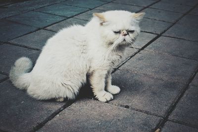 White cat on footpath