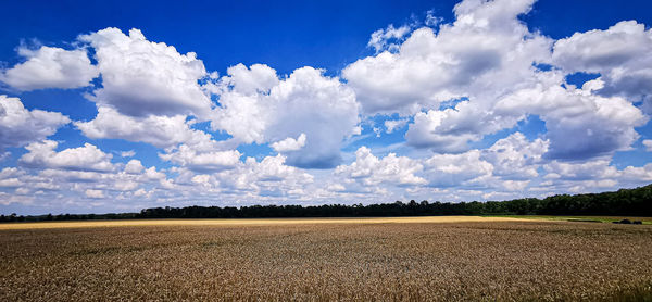 Scenic view of agricultural field against sky