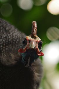 Close-up portrait of animal