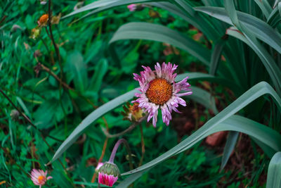 Close-up of flowering plant