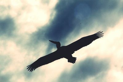 Low angle view of birds flying in sky