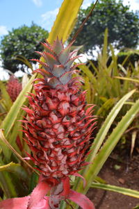 Close-up of red fruit on tree