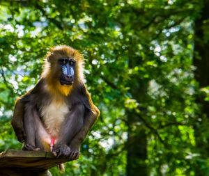 Low angle view of monkey on tree