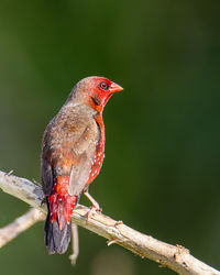 Close-up of bird perching on branch