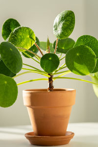 Macro shot of pilea peperomioides plant in terracotta pot, green leaves covered with water droplets