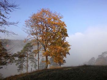 Trees on landscape against sky during autumn