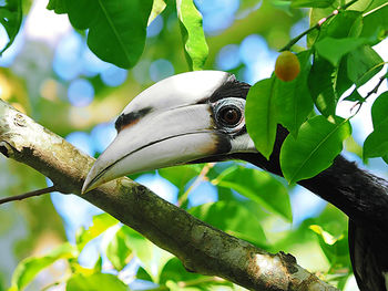 Low angle view of parrot perching on tree