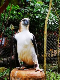 Close-up of bird perching on tree