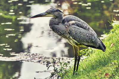 Bird perching on a lake