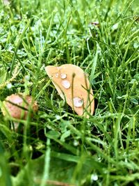 Close-up of dry leaf on grass