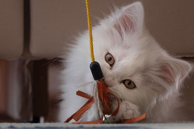 Close-up portrait of a cat playing