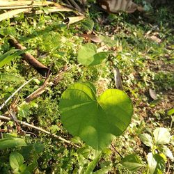 Close-up of fresh green plants