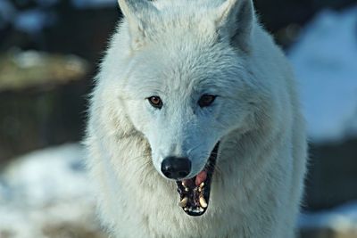 Close-up of white wolf