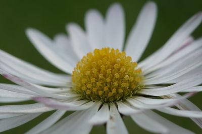 Close-up of yellow flower