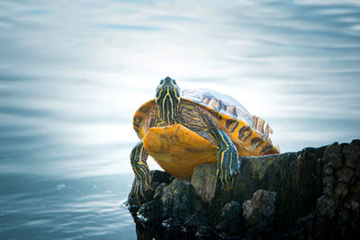 Close-up of turtle swimming in sea