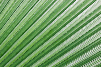 Full frame shot of palm leaves