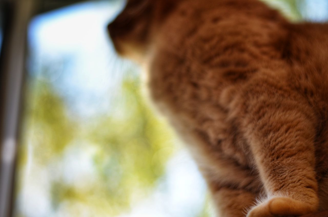 CLOSE-UP OF DOG LOOKING AWAY