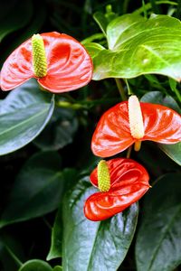 Close-up of red flowers