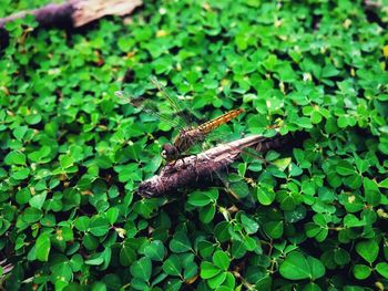 High angle view of insect on plant