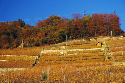 Autumn trees on landscape against sky