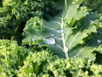 Close-up of water drops on plant