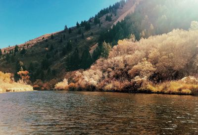 Scenic view of river in forest against clear sky