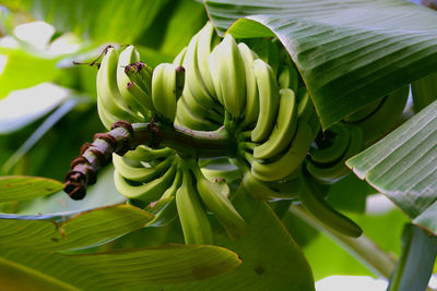 Close-up of plant