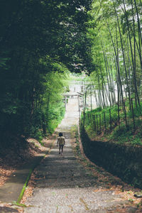 Footpath in park