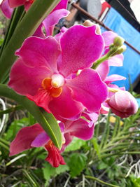 Close-up of pink flowers blooming outdoors