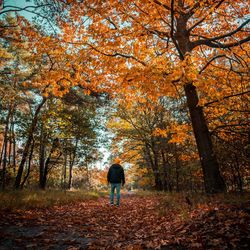Rear view of man walking in forest during autumn