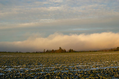 Scenic view of agricultural field against sky during sunset
