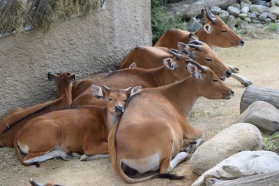 Antelope  sleeping