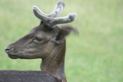 Close-up of deer