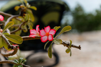 Close-up of pink flowering plant